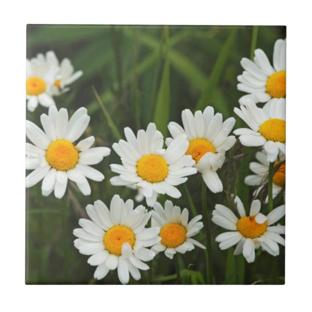 Azulejo EE.UU., Washington, Seattle, Puget Sound 3 (Frente)