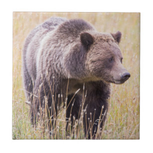 Azulejo EE. UU., Wyoming, Parque Nacional Yellowstone, Oso
