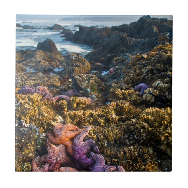 Azulejo EEUU, Oregón. Estrellas de pez estrella y de mar (Frente)