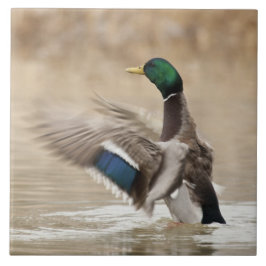 Azulejo EEUU, Oregón, Vida silvestre nacional de Baskett S