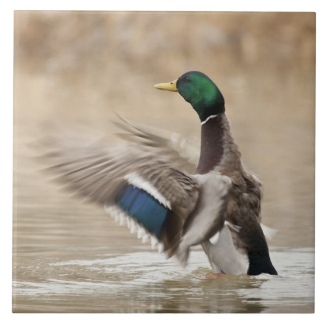 Azulejo EEUU, Oregón, Vida silvestre nacional de Baskett S (Frente)