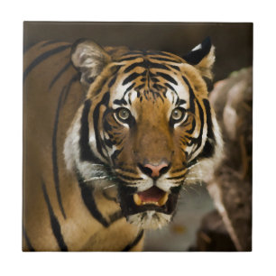 Azulejo Efecto de pintura de color de agua del tigre salva