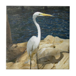 Azulejo Egret Blanco En La Playa