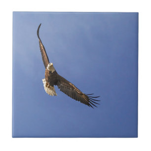 Azulejo El águila calva en aumento