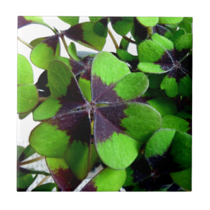 Azulejo El amante de las cuatro hojas Shamrock St. Patrick