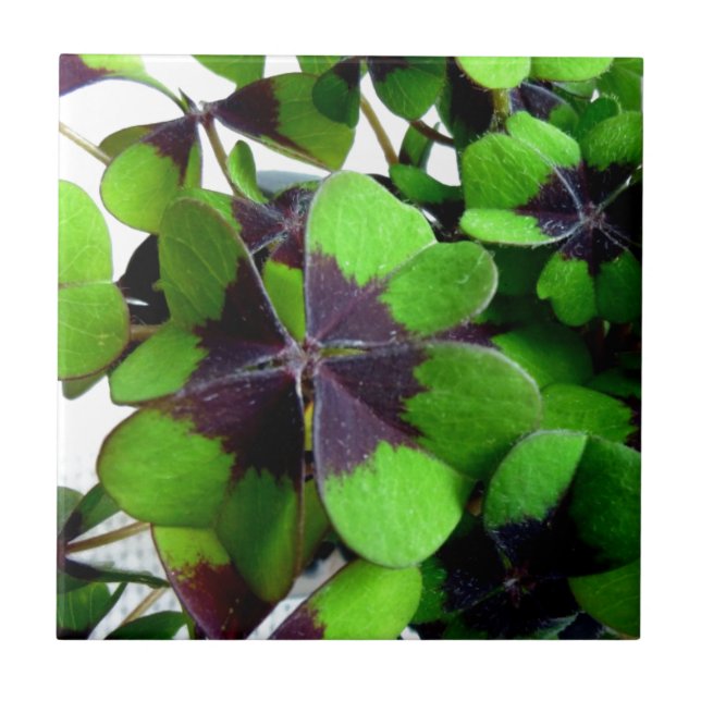Azulejo El amante de las cuatro hojas Shamrock St. Patrick (Frente)