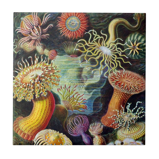 Azulejo El arte de la naturaleza de Ernst Haeckel (Frente)