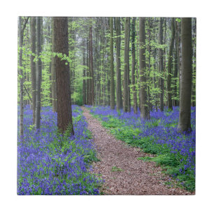 Azulejo El bosque de Halle el   Halle, Bélgica