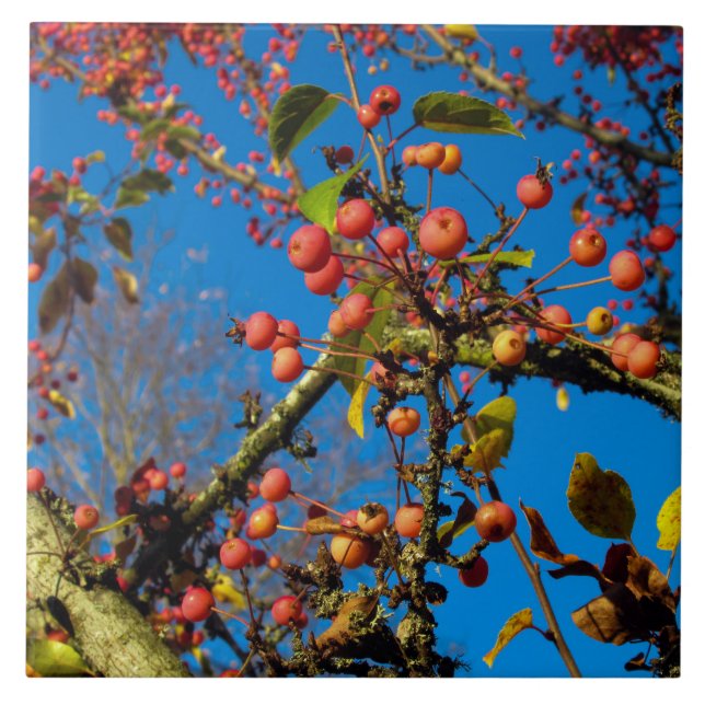 Azulejo El cangrejo se aplica contra el mosaico de cerámic (Frente)