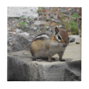 Azulejo El Chipmunk lindo tiene gusto del Critter en una