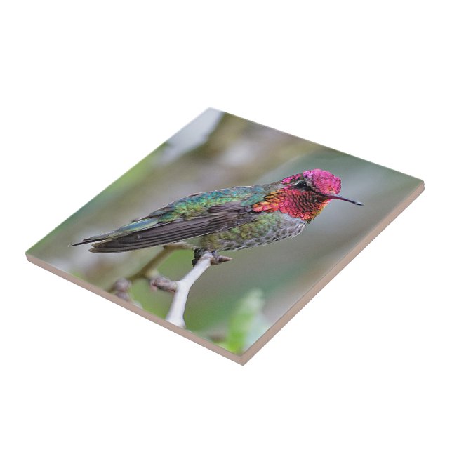 Azulejo El colibrí de Anna, un hombre asombroso, en el árb (Lado)