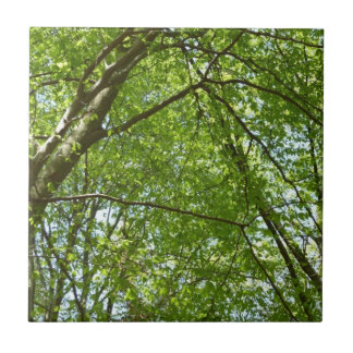Azulejo El dosel de la primavera deja la naturaleza verde