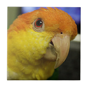 Azulejo El encantador loro caique blanco
