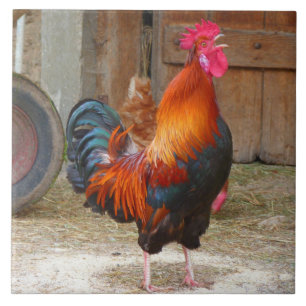 Azulejo El gallo rojo de Rhode Island crece en el patio de
