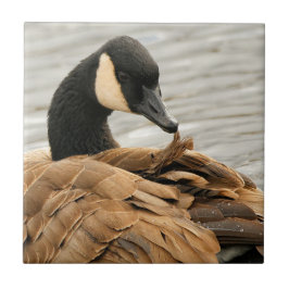 Azulejo El ganso de Canadá en el lago