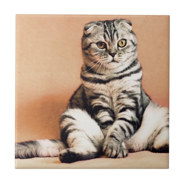 Azulejo El Gatito Cute Se Extiende (Frente)