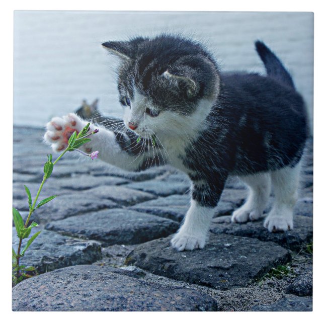 Azulejo El gatito más guapo de la flor (Frente)