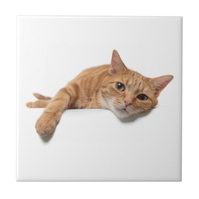 Azulejo El gato del naranja está tumbado (Frente)