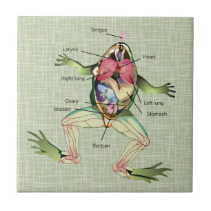 Azulejo El Ilustracion de anatomía de la rana