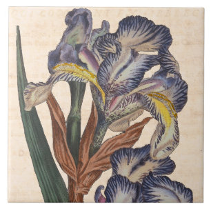 Azulejo El iris del vintage florece la impresión botánic