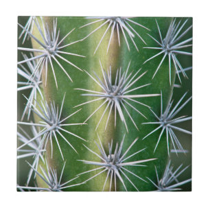Azulejo El Jardín Botánico Huntington, Cactus Pulpo