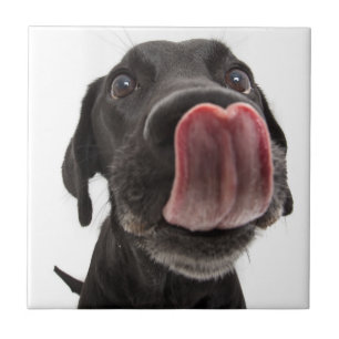 Azulejo El labrador negro toca la nariz