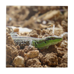Azulejo El lagarto esmeralda Salamander en la tierra