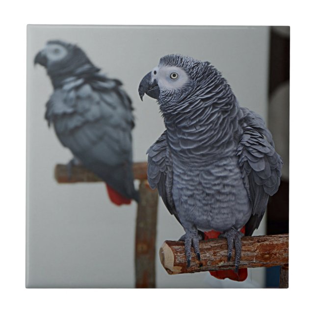 Azulejo El loro gris del Congo en espejo (Frente)