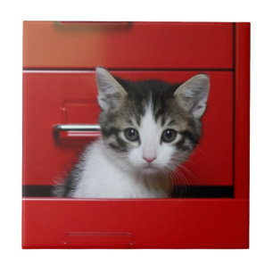 Azulejo El mirar a escondidas del gatito