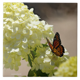 Azulejo El monarca y las flores