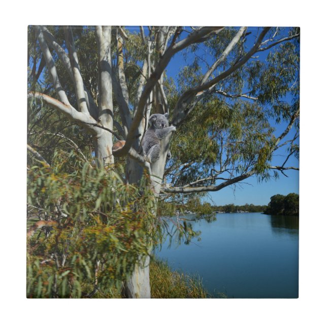 Azulejo El Oso De Koala Dormía En El Árbol De Goma, (Frente)