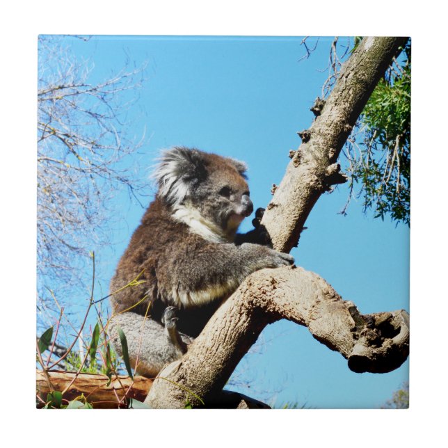 Azulejo El Oso De Koala En El Viejo Árbol De Pino, (Frente)