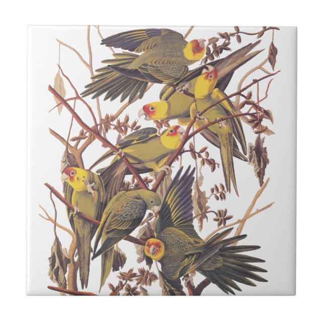 Azulejo El paracaídas de Carolina de Audubon (Frente)
