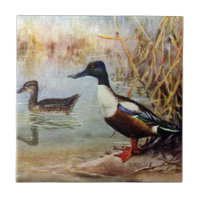 El pato cuchara Ducks el ilustracion del vintage