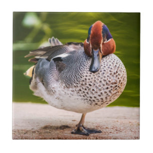 Azulejo El Pato Recibe Una Pierna