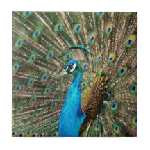 El pavo real azul