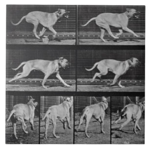 Azulejo El perro corriente, platea 707 de la "locomoción
