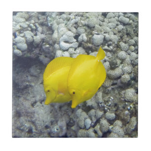 Azulejo El pez colmillo amarillo