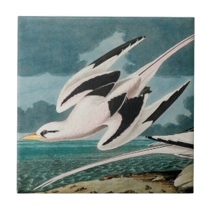 Azulejo El pichón de Audubon