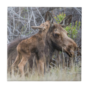 Azulejo El recién nacido Moose Calf Nuzzing su madre