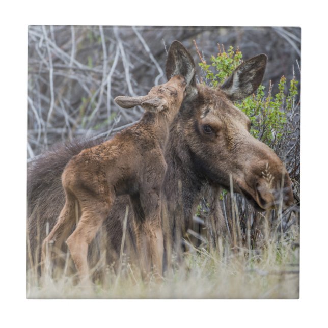 Azulejo El recién nacido Moose Calf Nuzzing su madre (Frente)