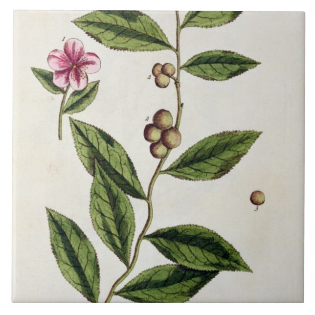 Azulejo El té verde, platea 351 "de un herbario curioso", (Frente)