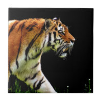 El tigre se acerca a la fotografía de animales sal