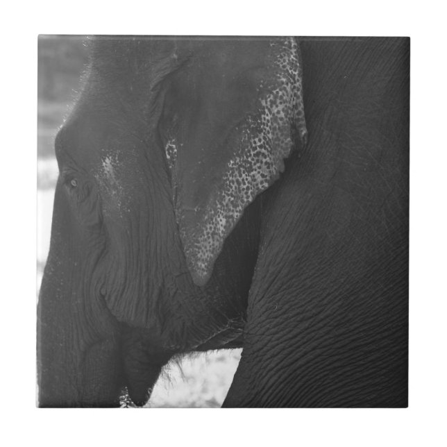 Azulejo Elefante (Frente)