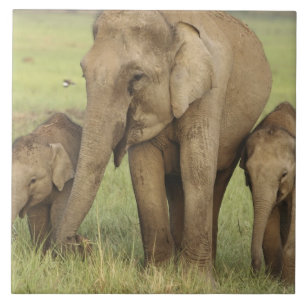 Azulejo Elefante asiático indio y crías