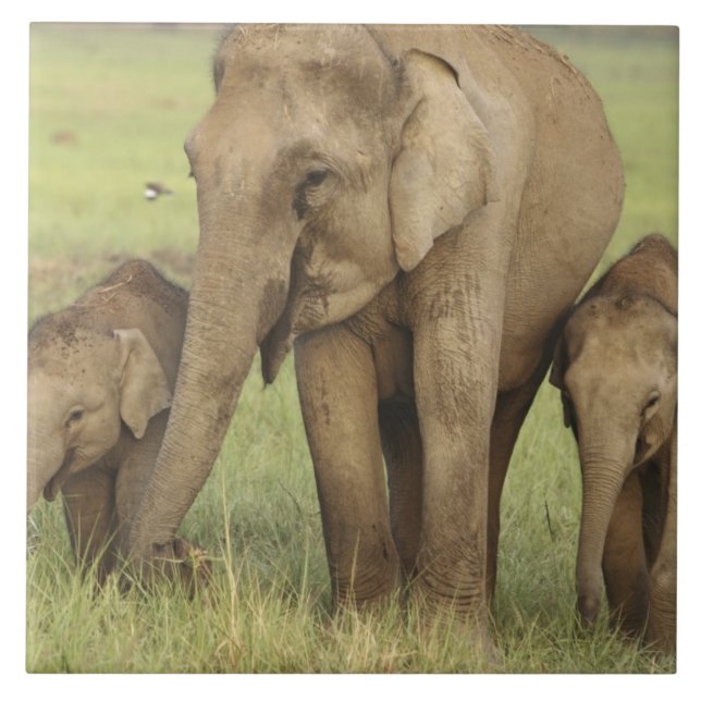 Azulejo Elefante asiático indio y crías (Frente)