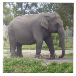 Azulejo Elefante en el camino de la pradera pacífica