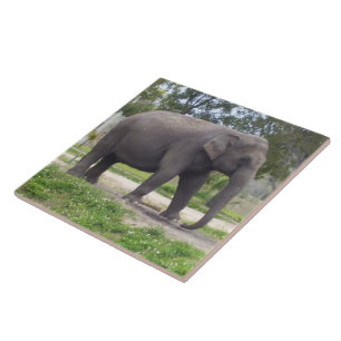 Azulejo Elefante en el camino de la pradera pacífica