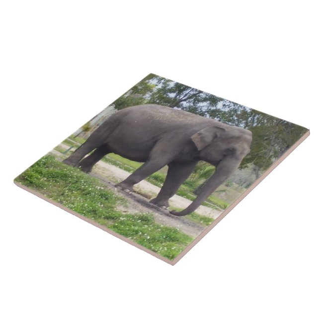 Azulejo Elefante en el camino de la pradera pacífica (Lado)