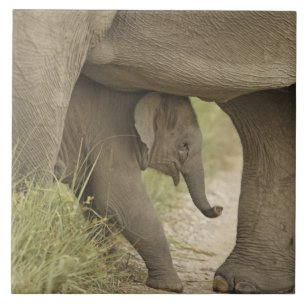Azulejo Elefante indio/asiático y joven, Corbett